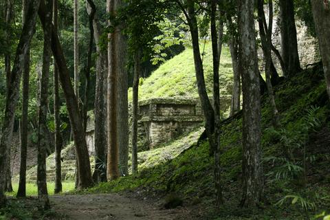 Mossy stone temple mound among tall trees on a jungle path, Lost Temple