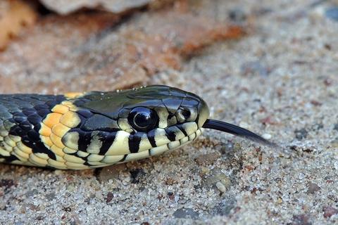 Close-up of a grass snake head with flicking black tongue on sandy ground, Snake Arena